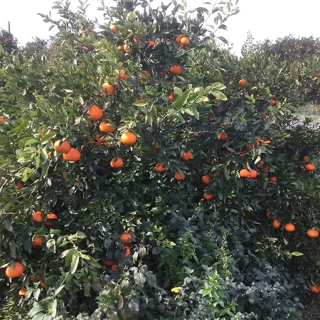 Aphrodite Beachfront Apartament Ghaziveran